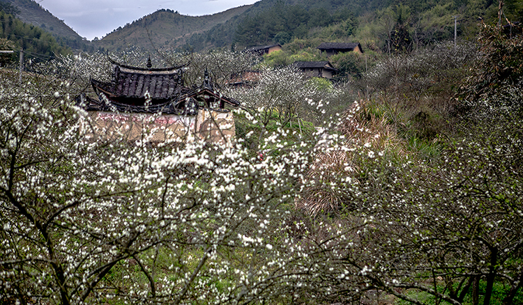 李花.jpg